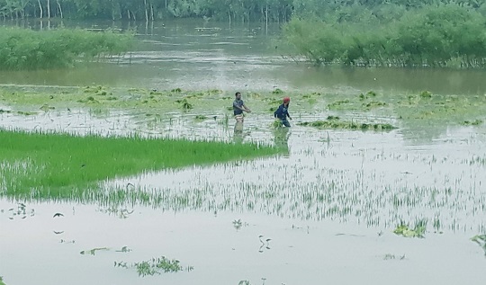 image-here